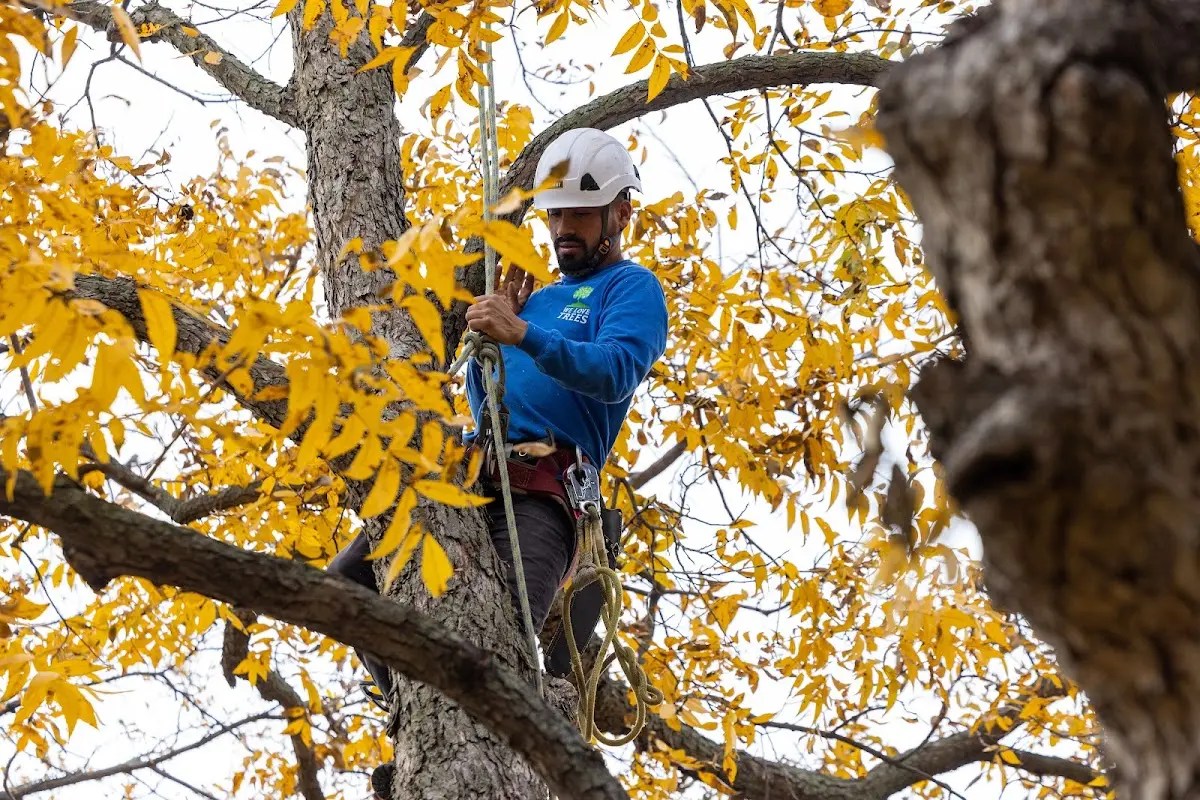 Skilled Tree Pruning crew working in Northwood