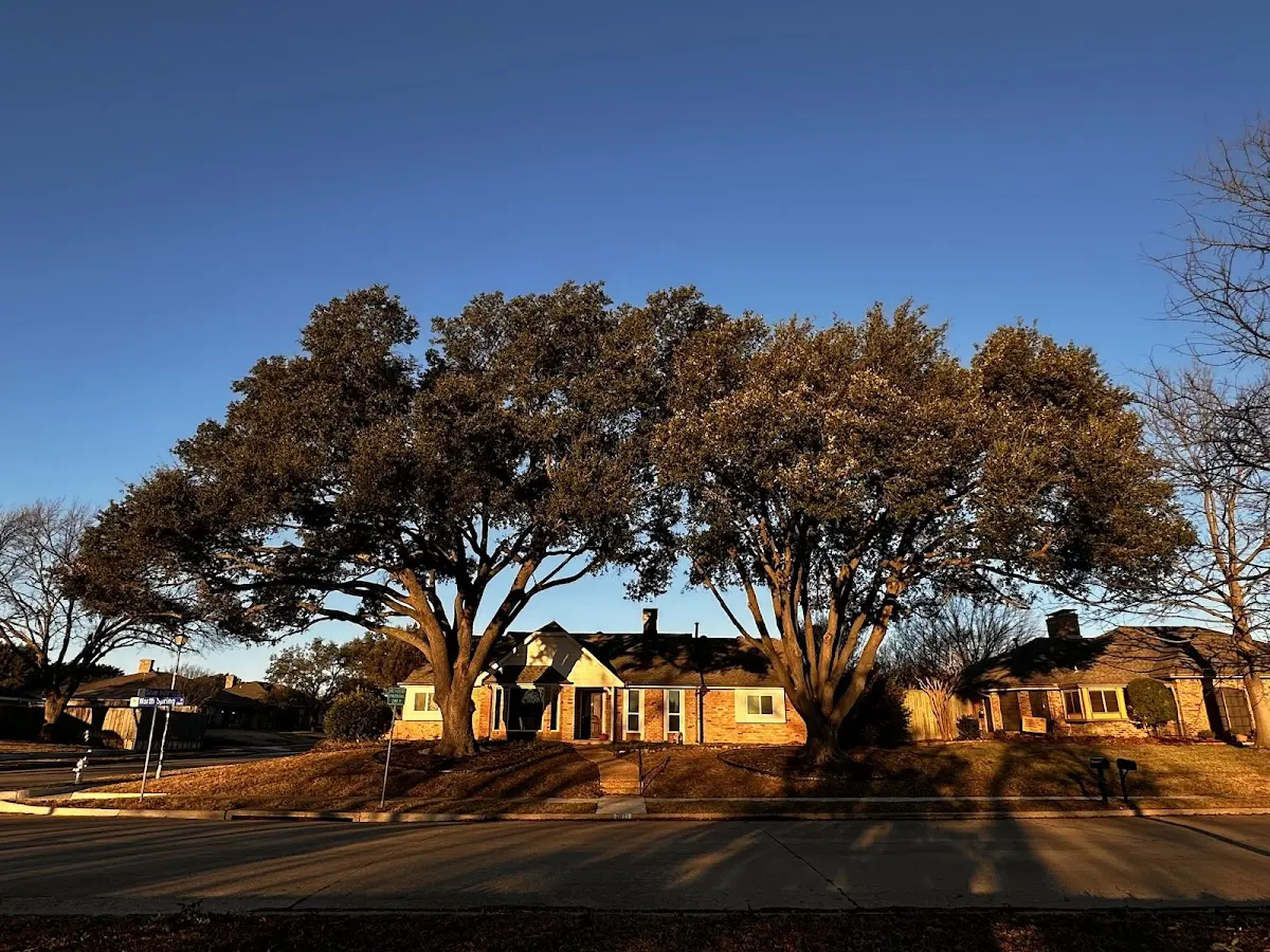 Established residential canopy tree shading a home in Northwood