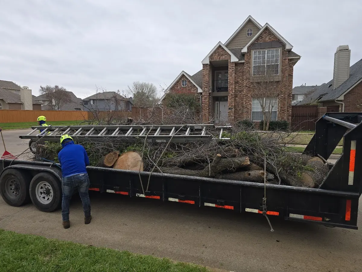 Expert Tree Removal with proper safety equipment in Northwood